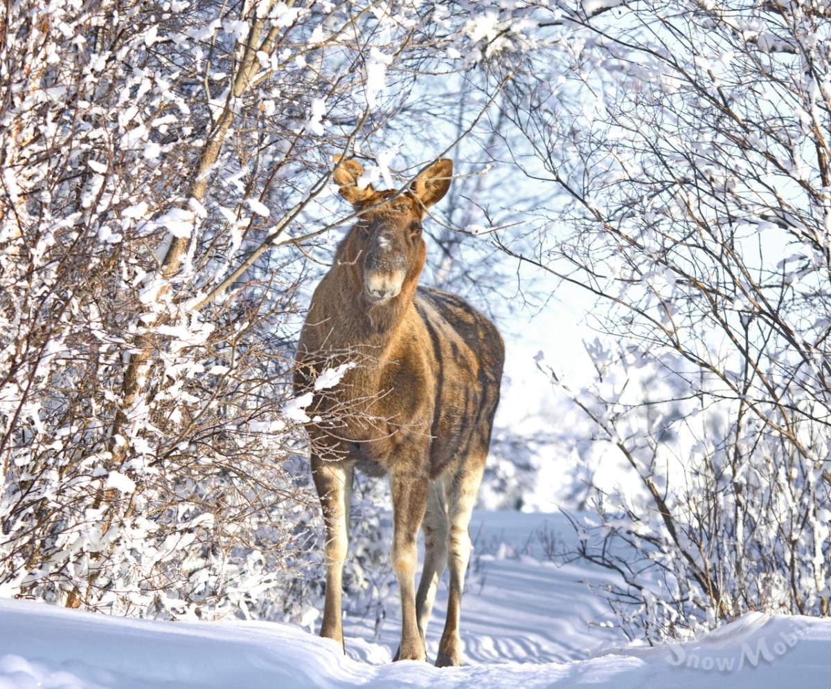 Радужница Шренка бабочка