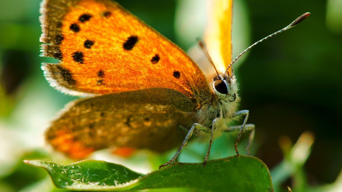 Мотылек вблизи