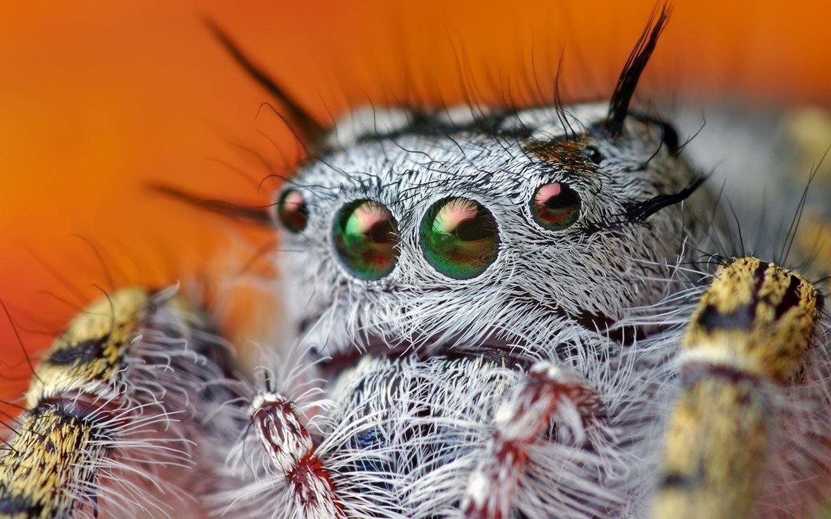 Phidippus mystaceus