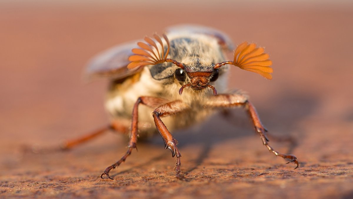Майский хрущ