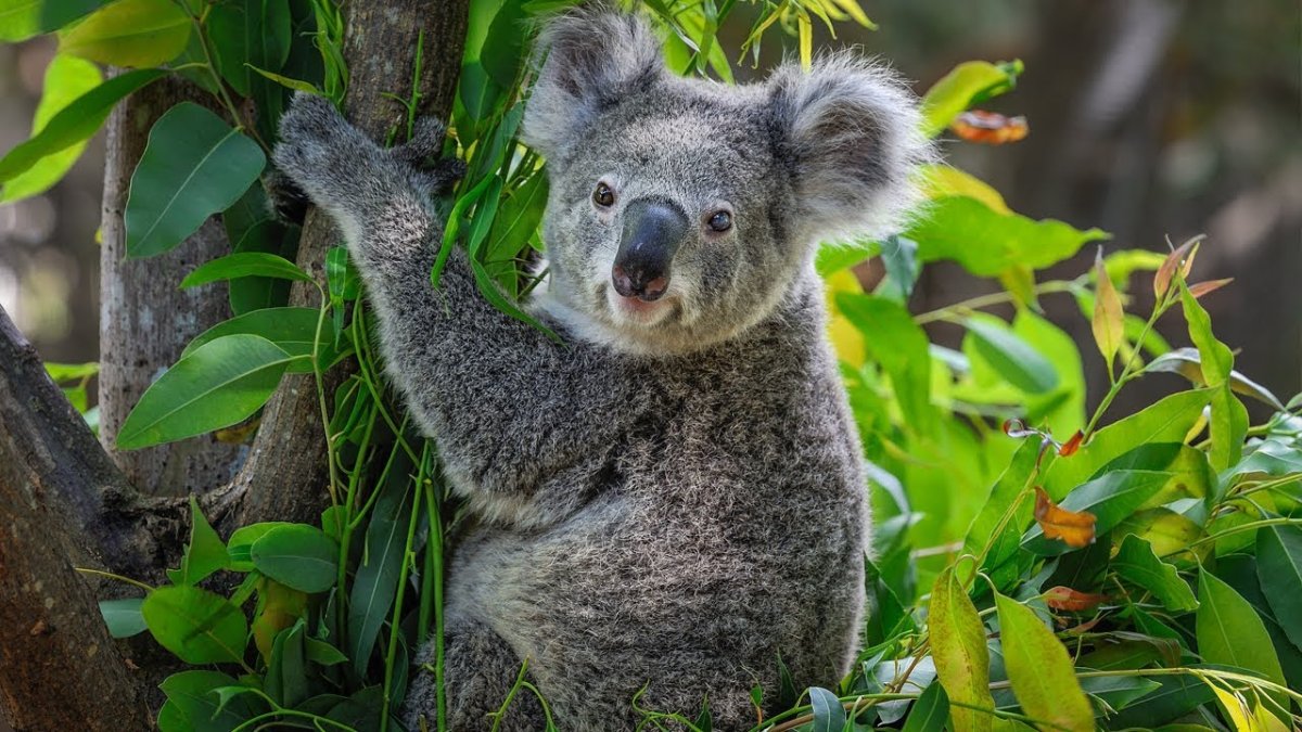 Коала с детенышем
