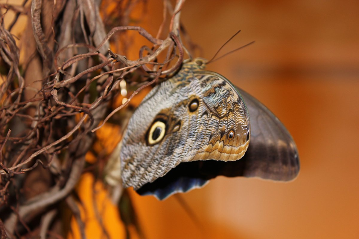 Бабочка вблизи