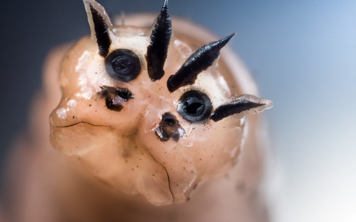 Мотылёк Dryocampa rubicunda.