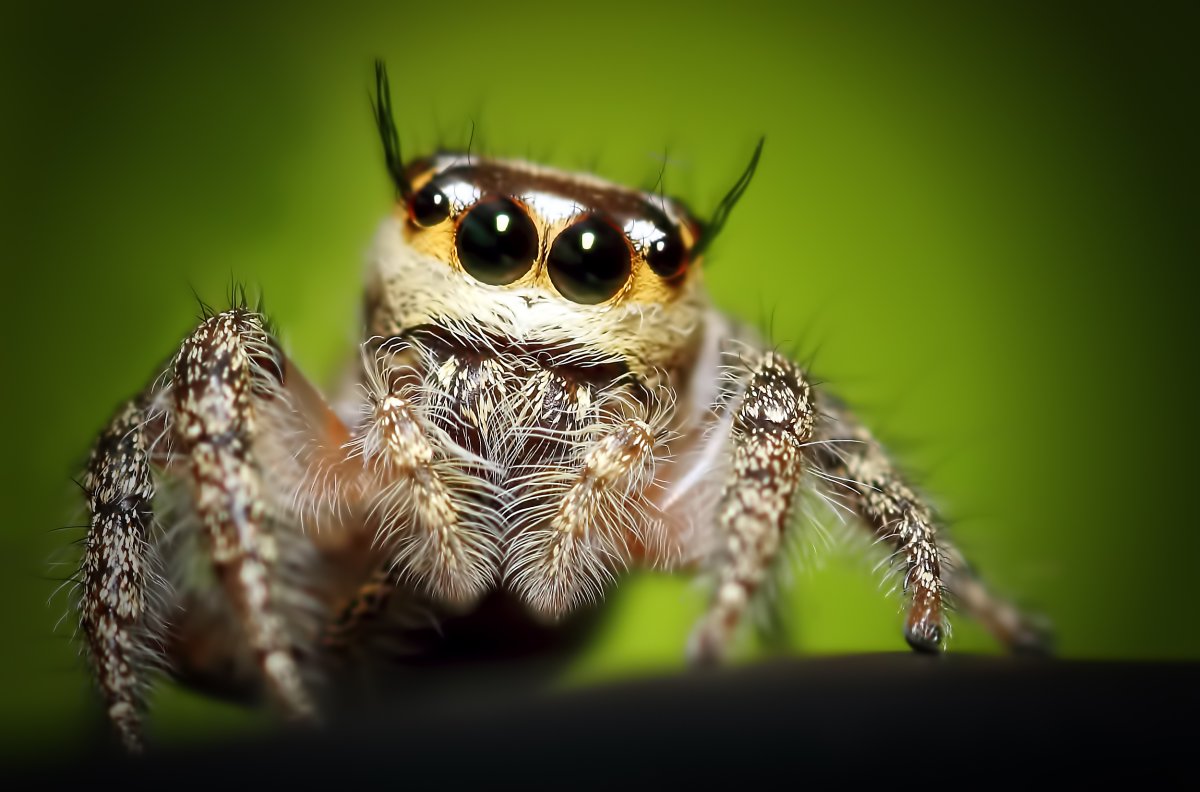 Креатонотос Гангис