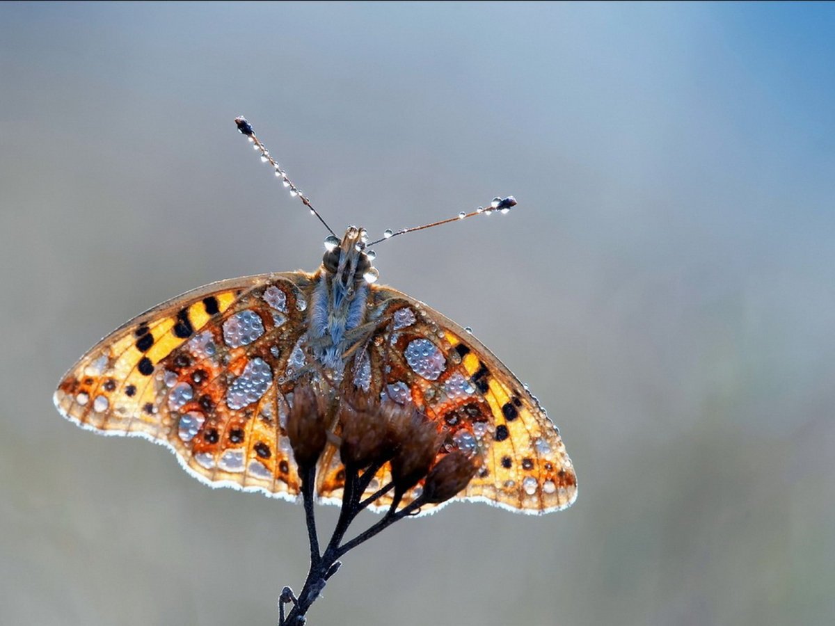 Хищные бабочки