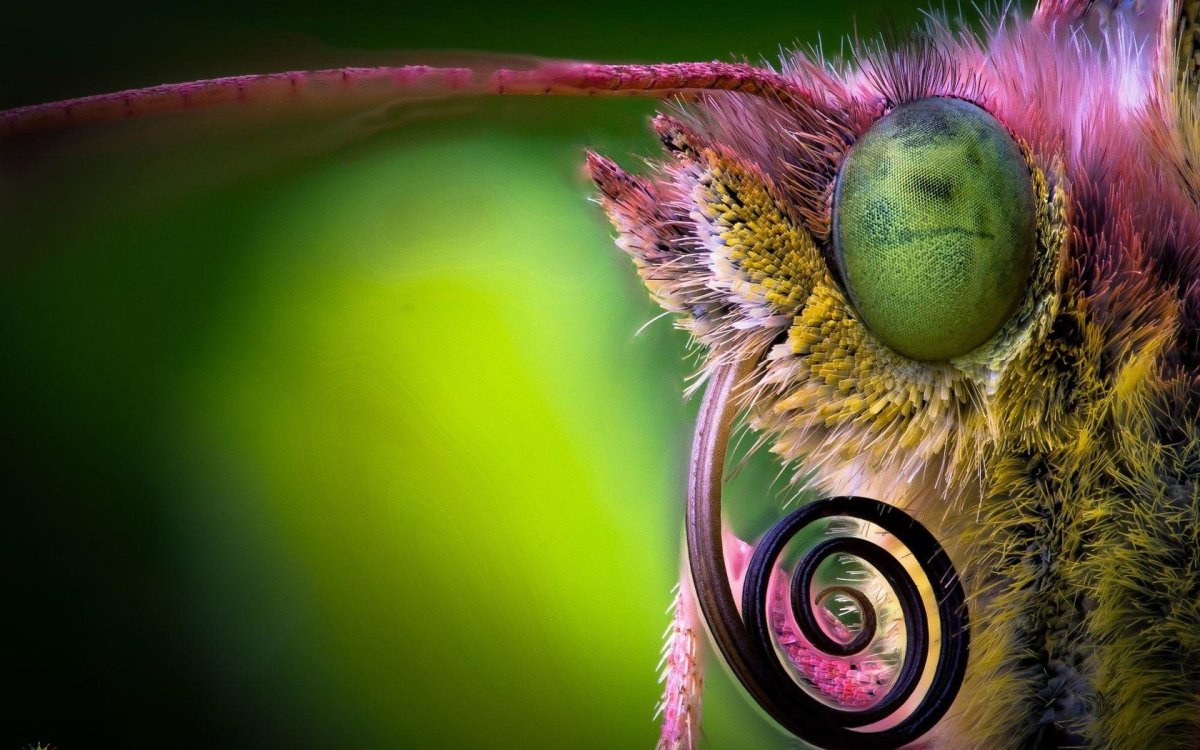 Бабочка Калиго маскировка