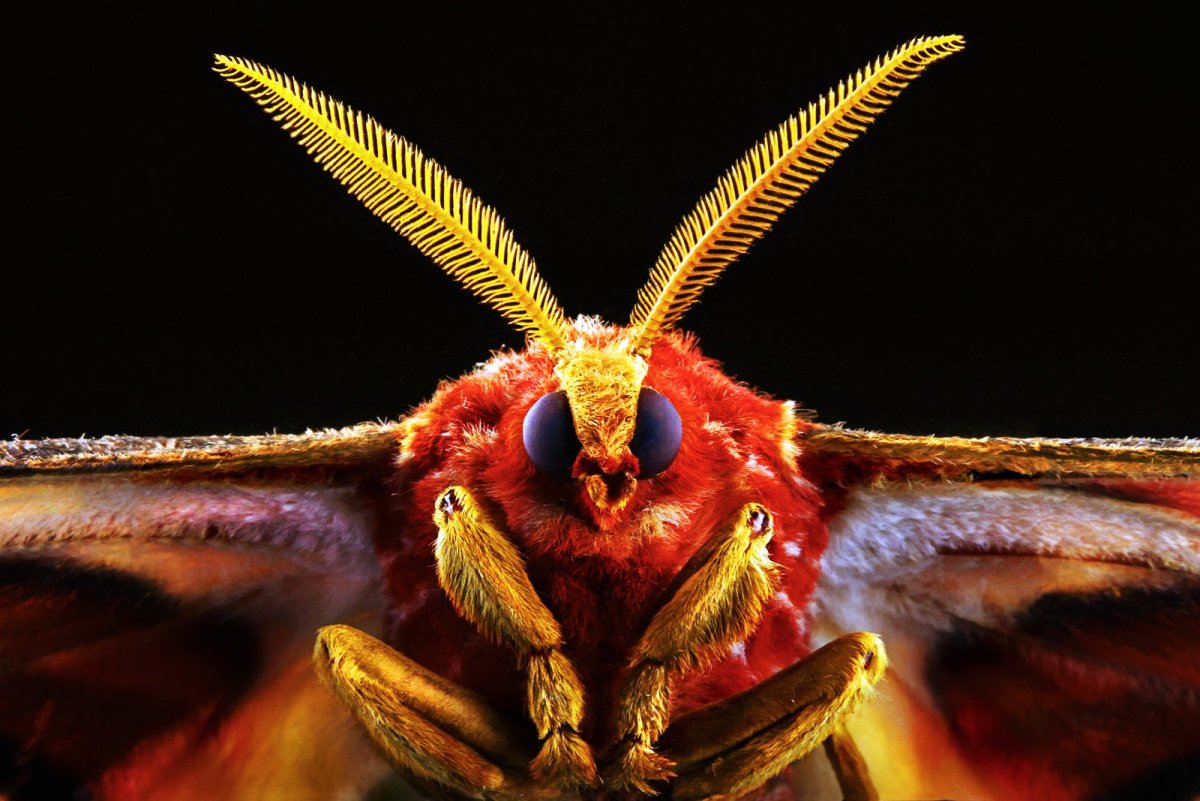 Бабочки вблизи страшные