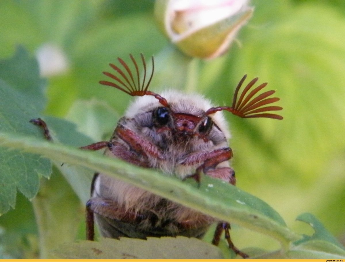 Насекомые под микроскопом