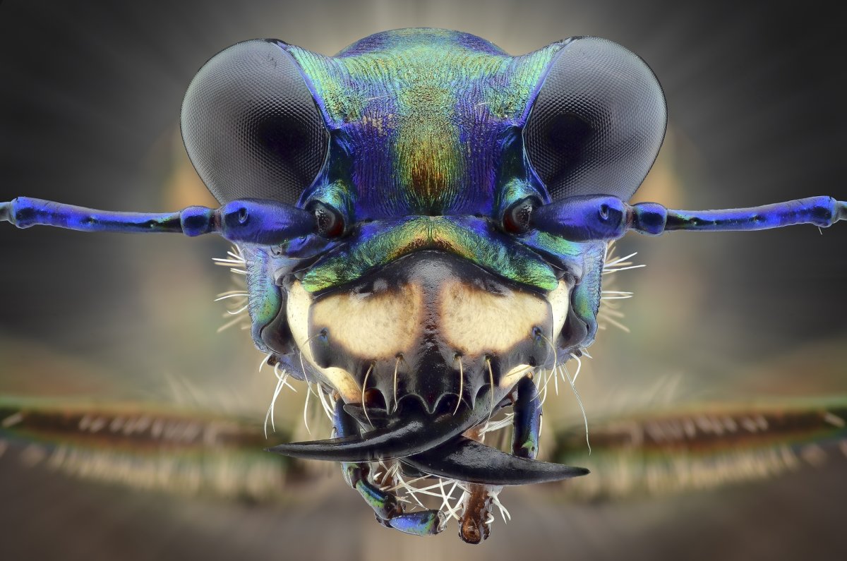 Бабочка вблизи