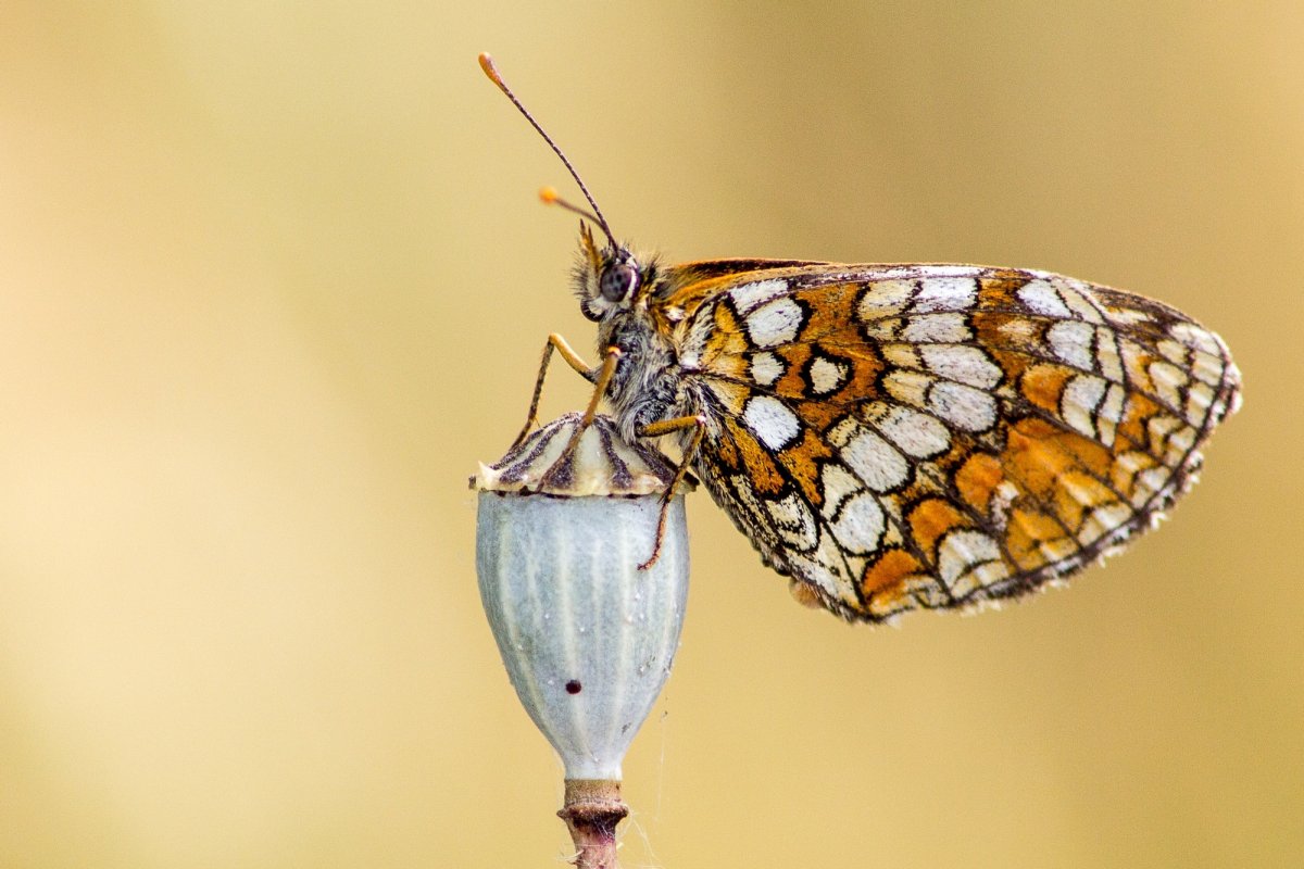 Венесуэльский пуделевый мотылек тутовый шелкопряд
