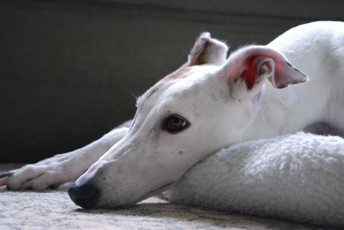 Грейхаунд белый