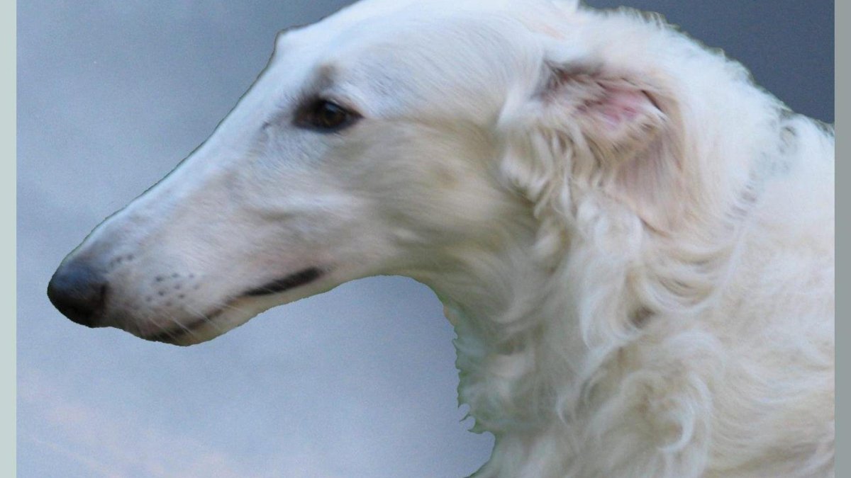 Русская псовая борзая альбинос