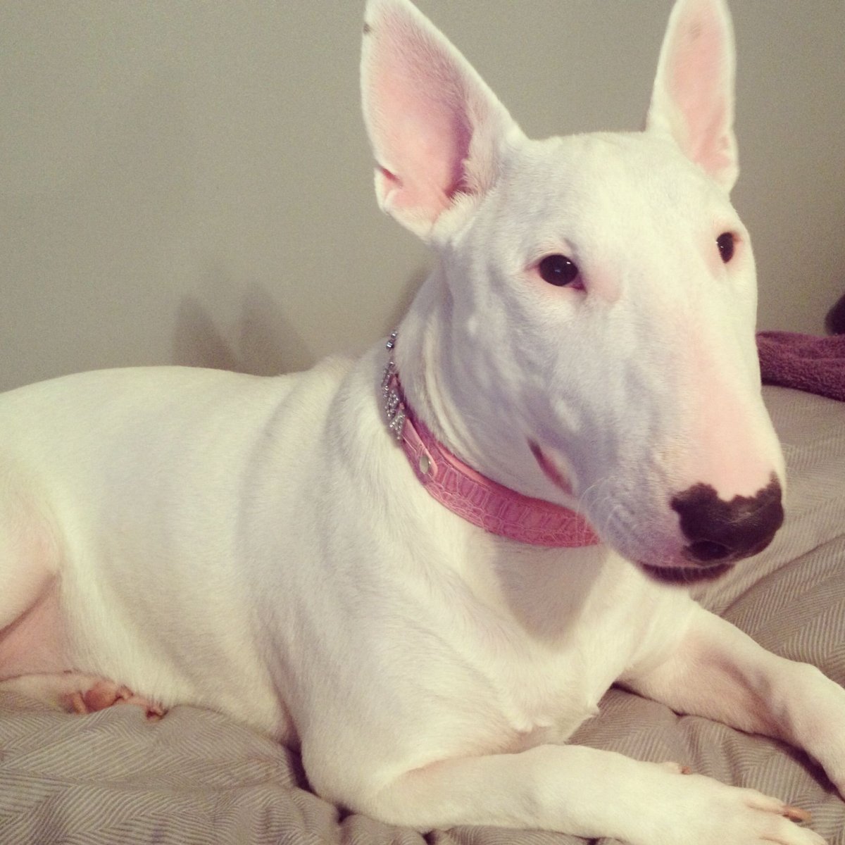 Бультерьер золотистый