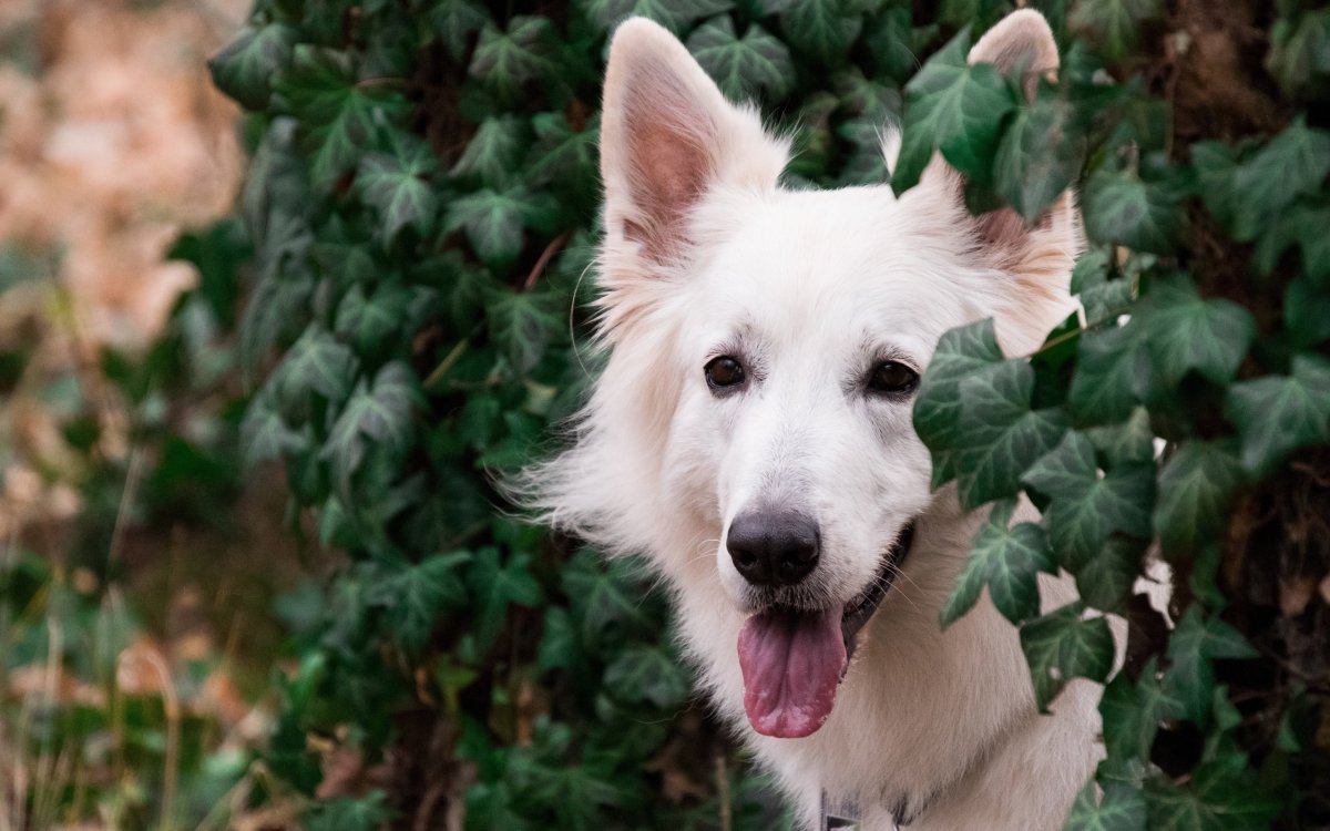 Морда белой собаки