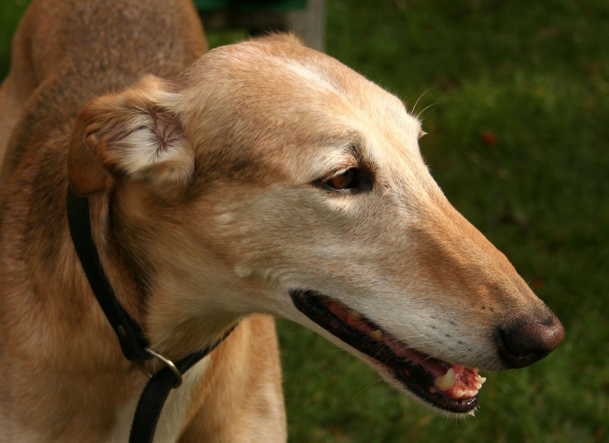 Харт порода собак