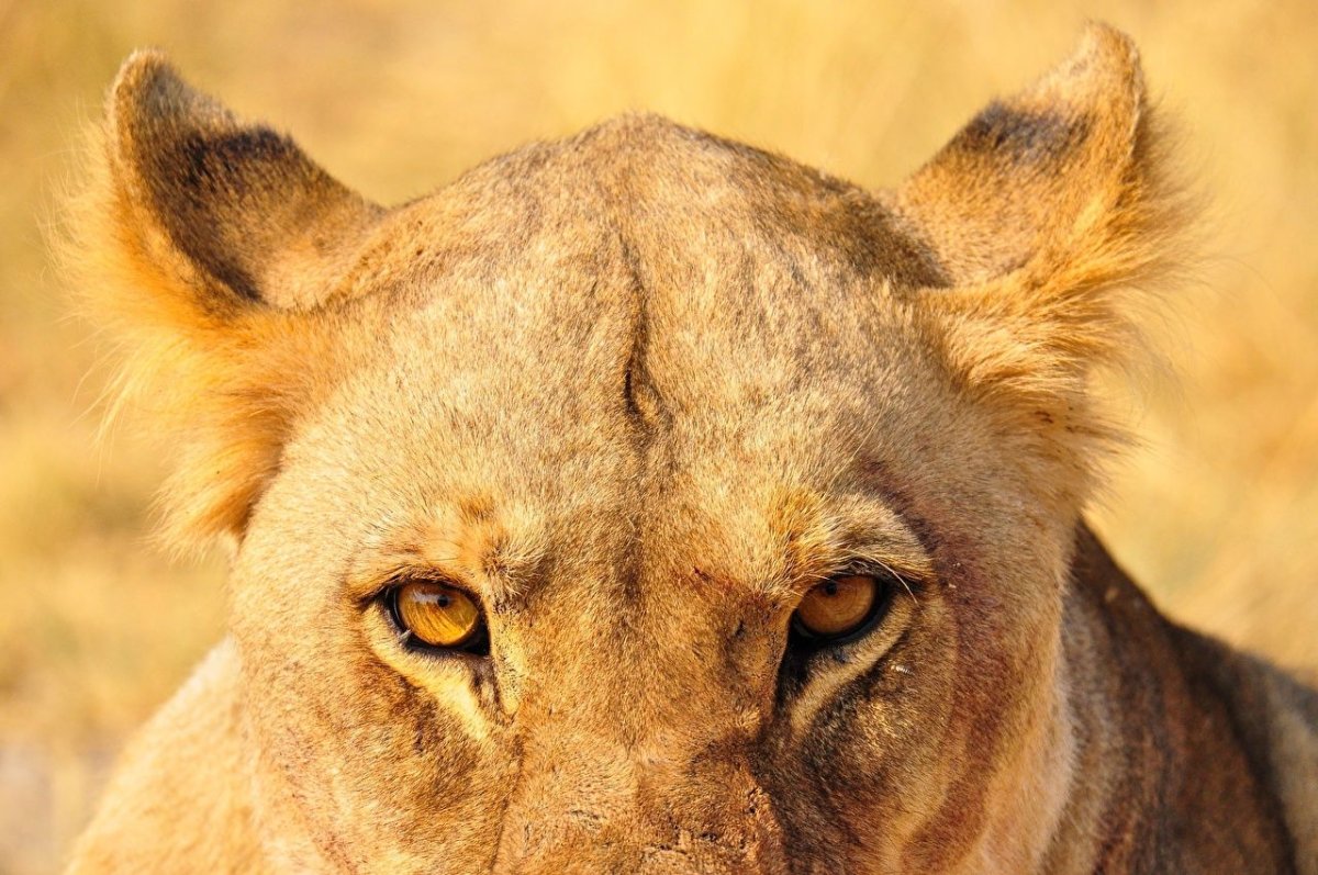 Глаза львицы