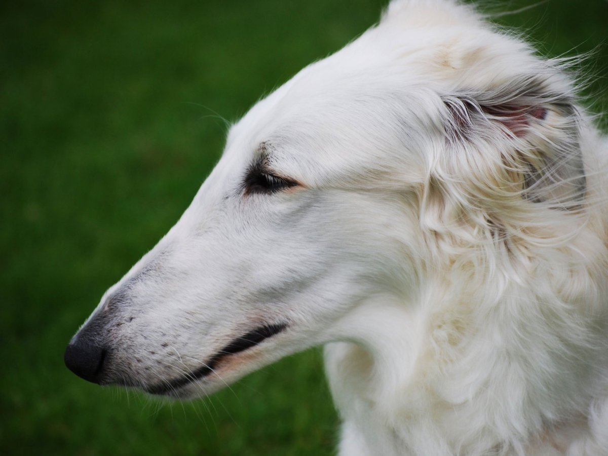 Порода псовая борзая