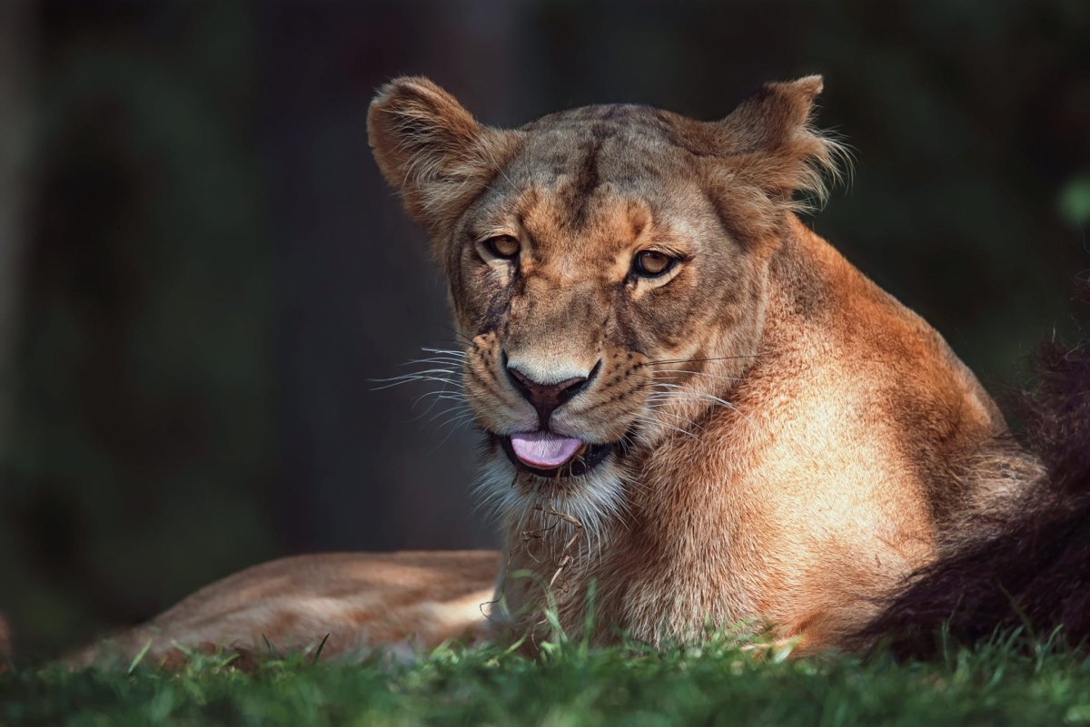 Взгляд львицы