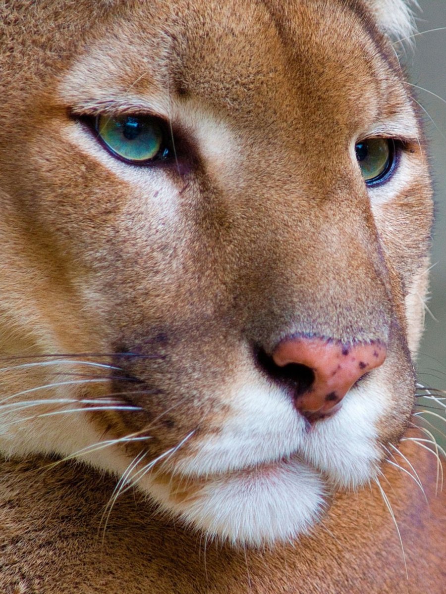 Пума и львица