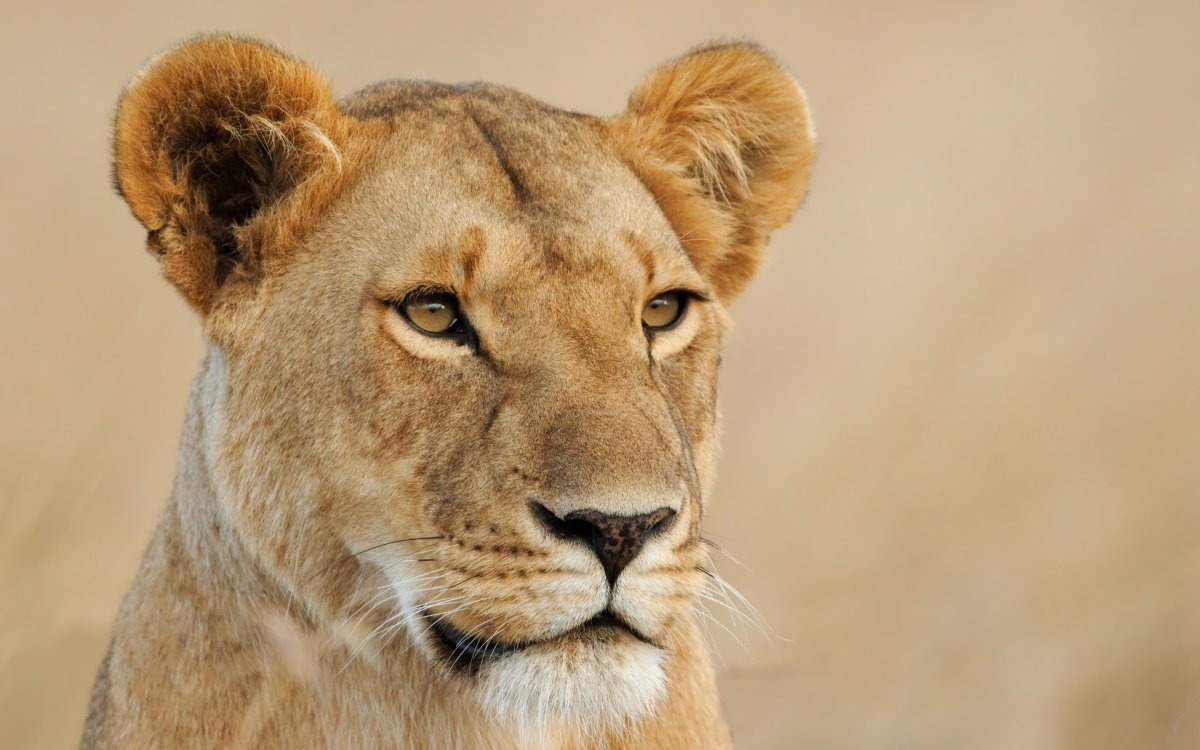 Львица анфас