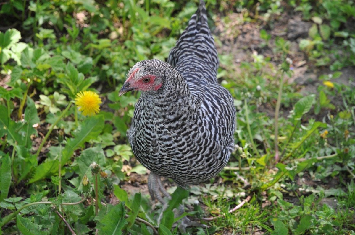 Полосатый плимутрок