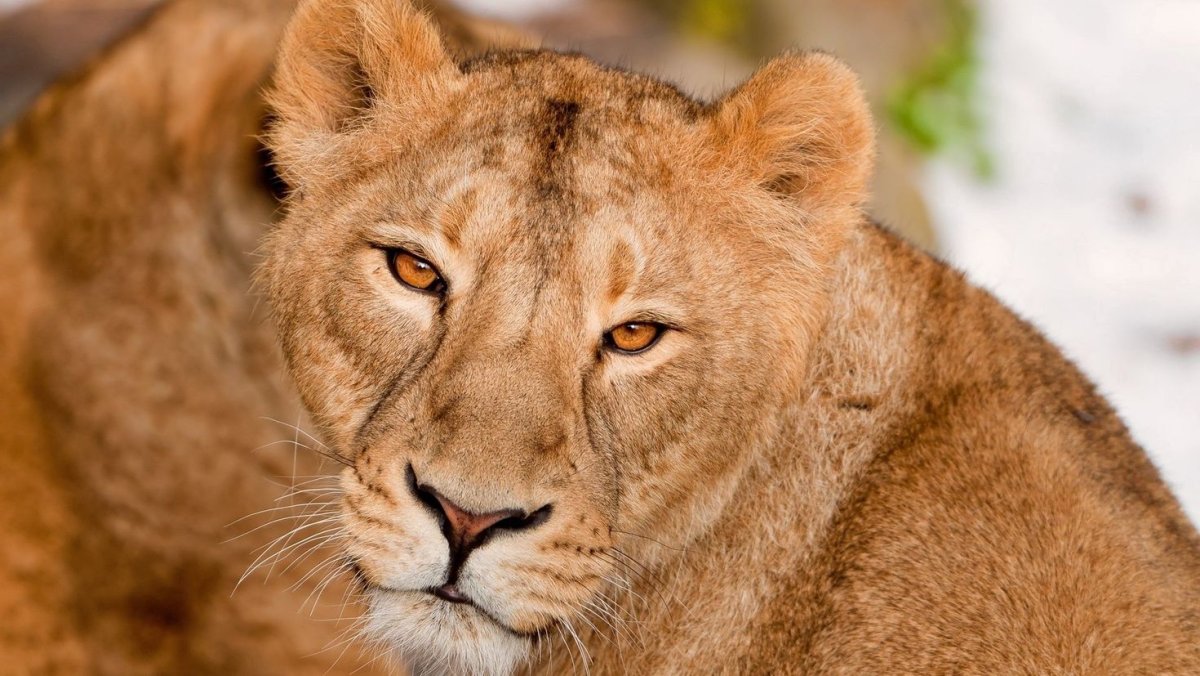 Львица фото