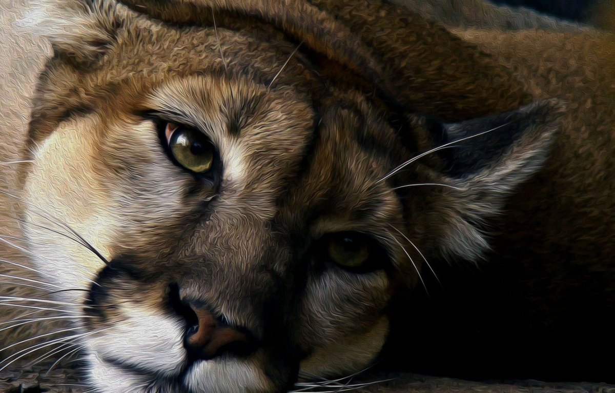 Пума Кугуар зелёный глаз