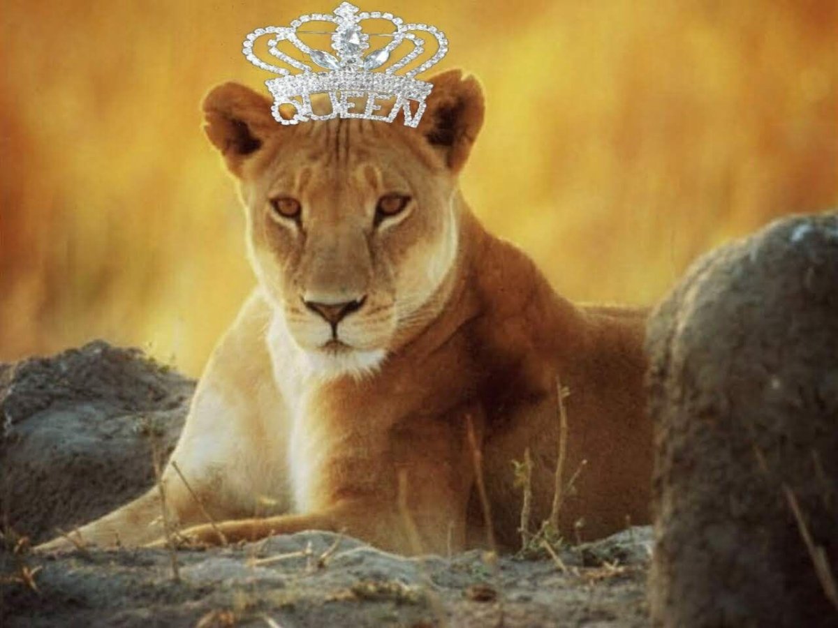 Грациозная львица