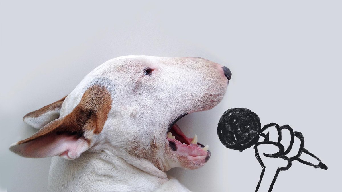 Бультерьер лает