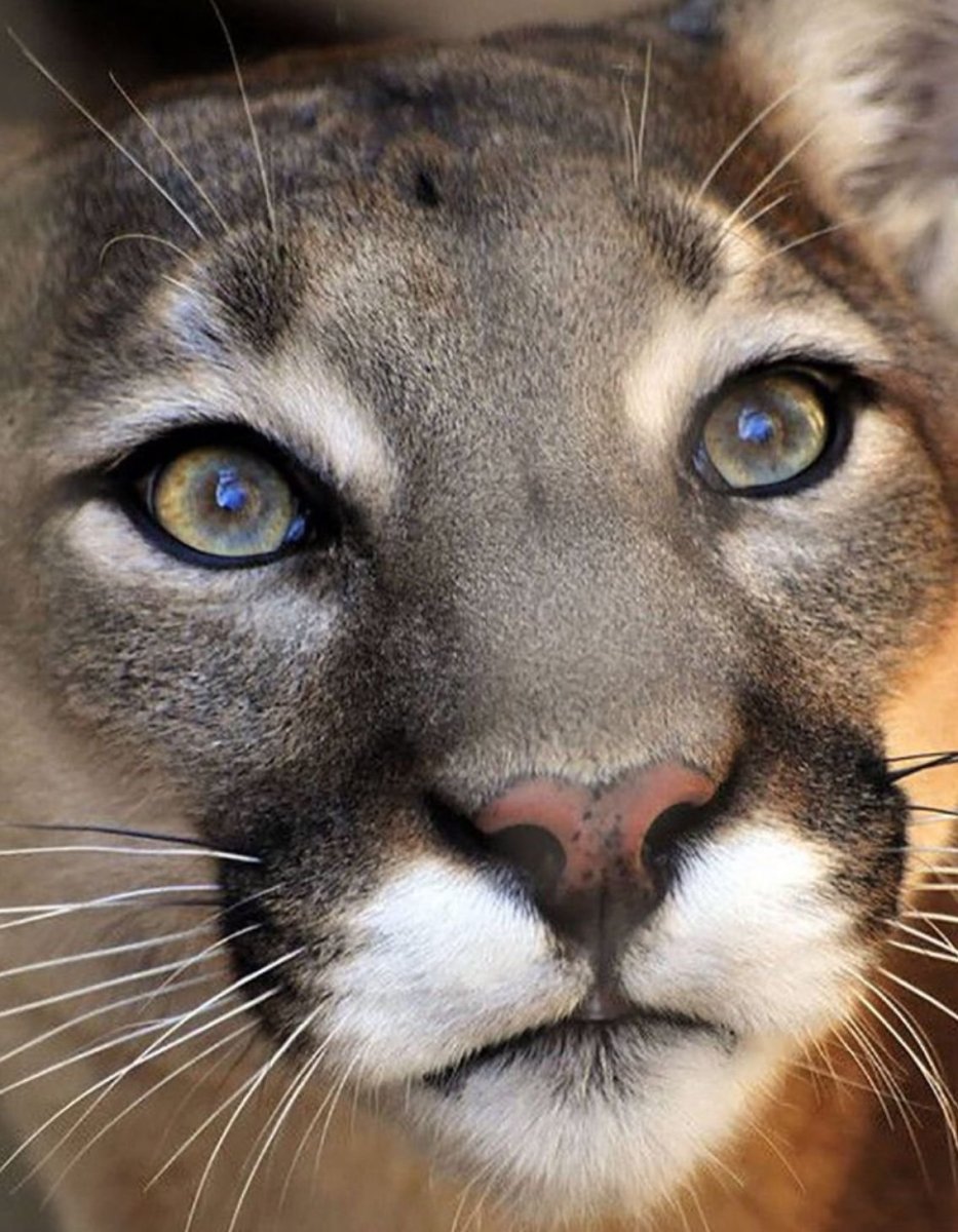 Пума Кугуар зелёный глаз