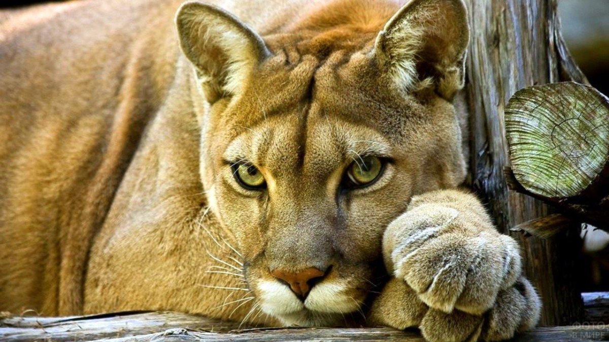 Флоридская Пума