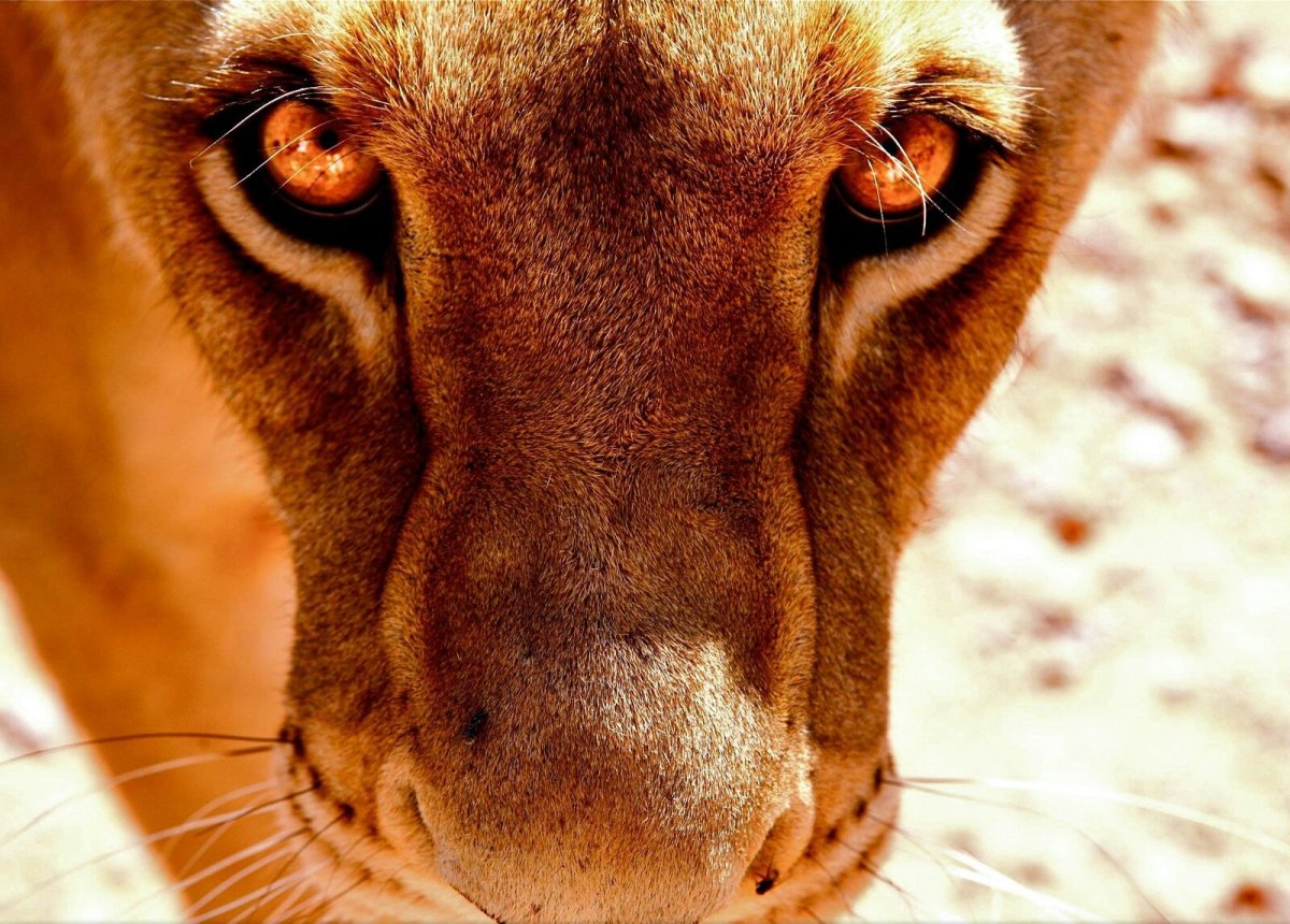 Взгляд львицы