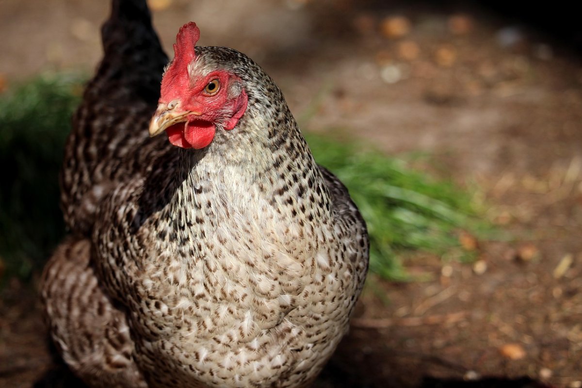 Пестрая Курочка с хохолком Доминант чешский