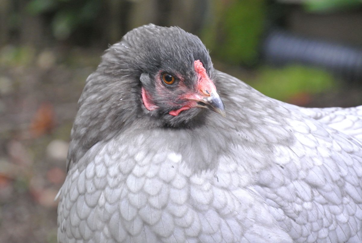 Амераукана голубая