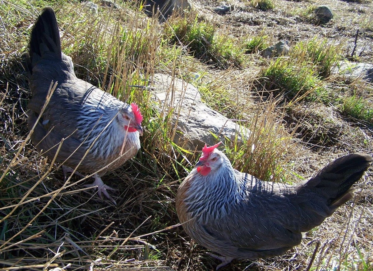 Серебристый Доркинг куры