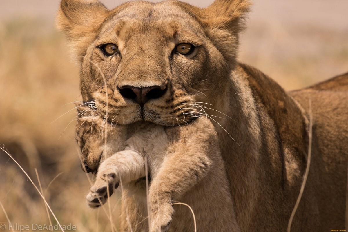 Одинокая львица