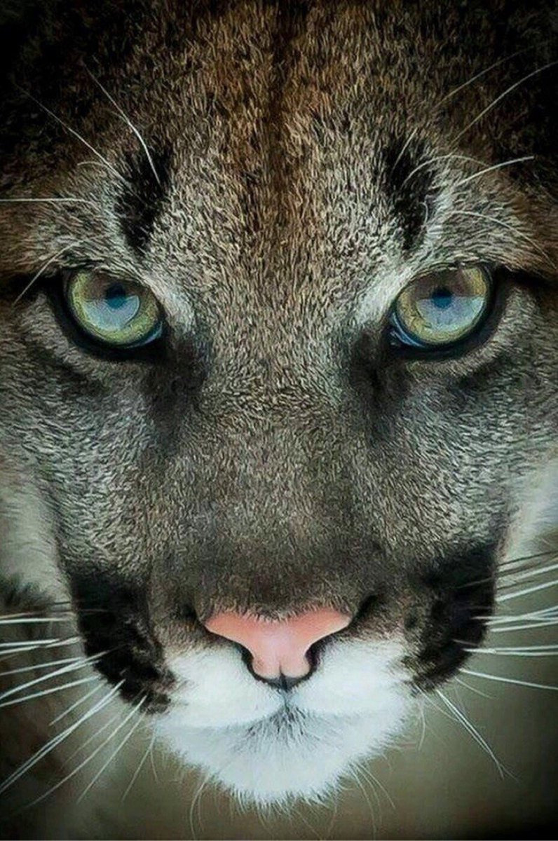 Пума Кугуар зелёный глаз