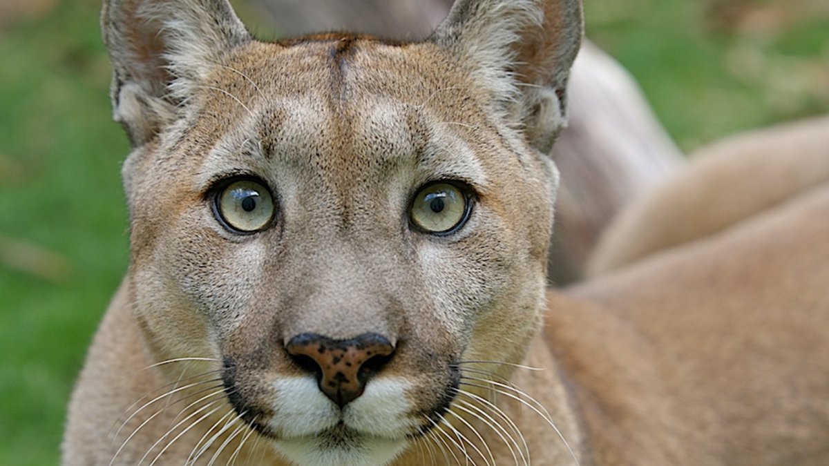 Пума Кугуар зелёный глаз