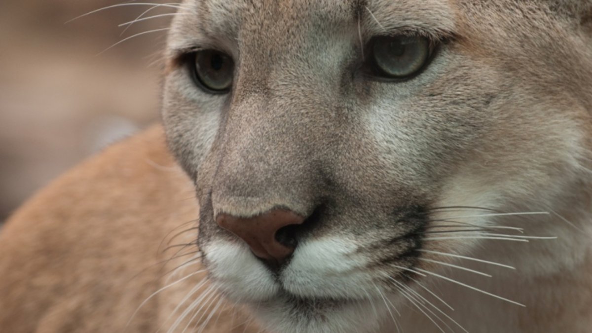Голубая Пума животное