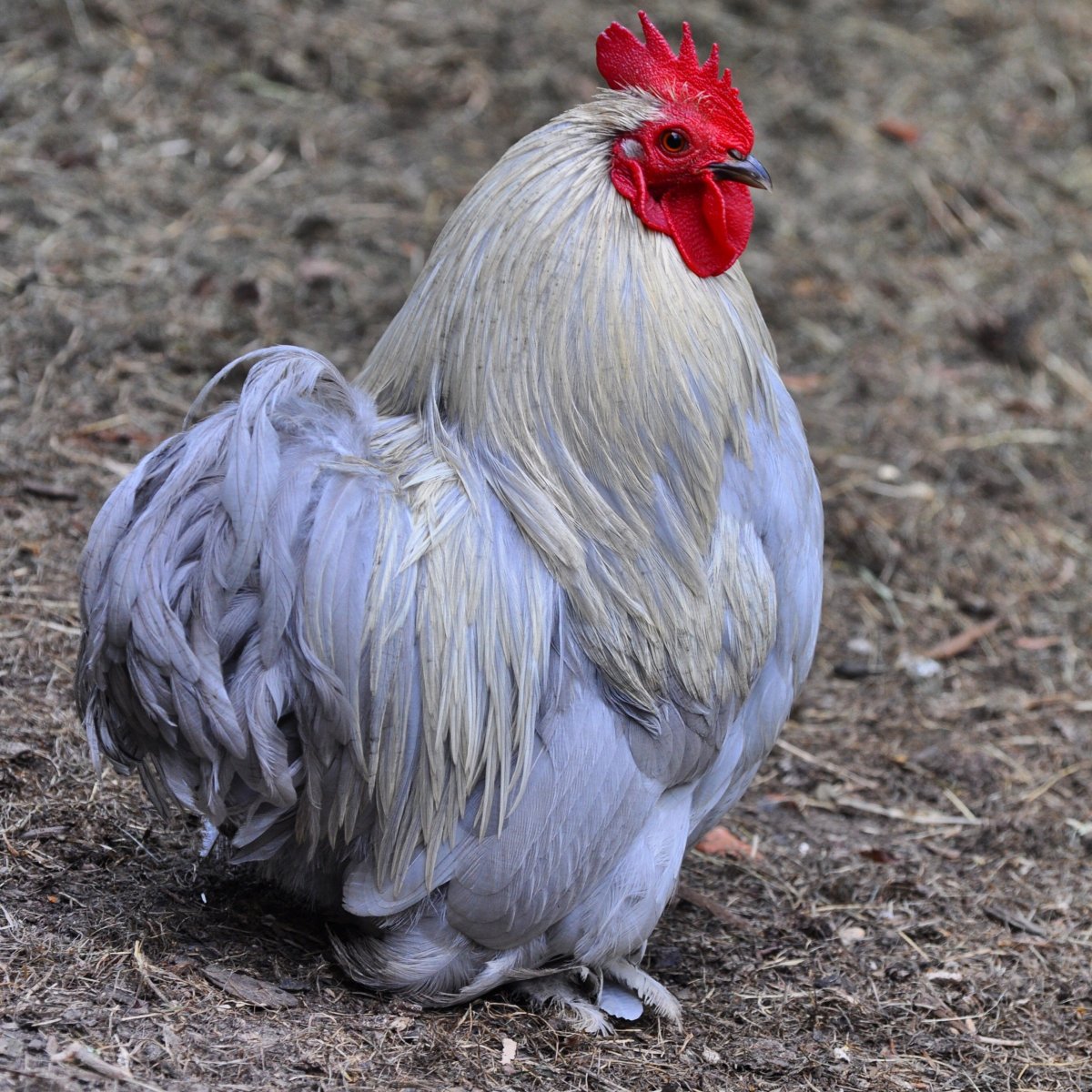 Кохинхин Лаванда