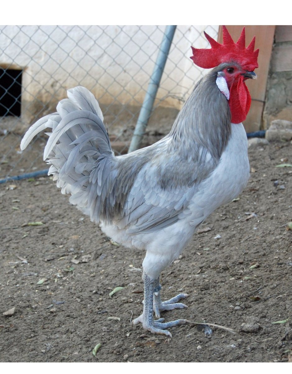 Куры Андалузская голубая