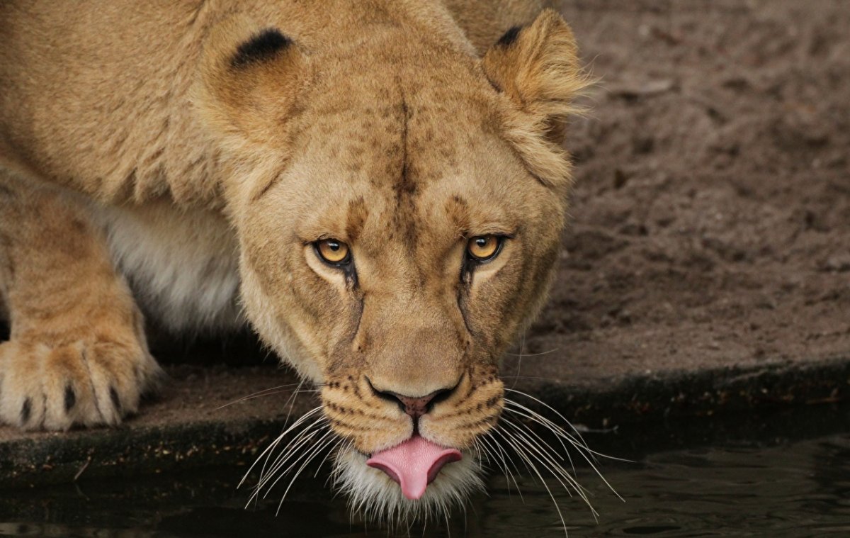 Благородный Лев