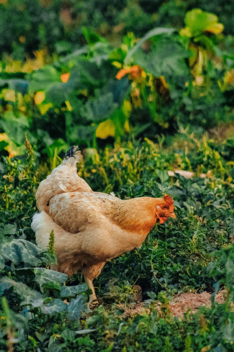 Животные курица