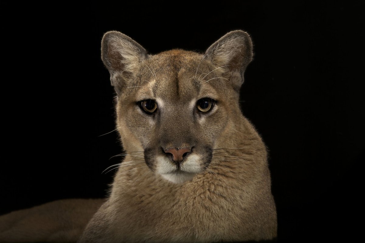 Животные с карими глазами