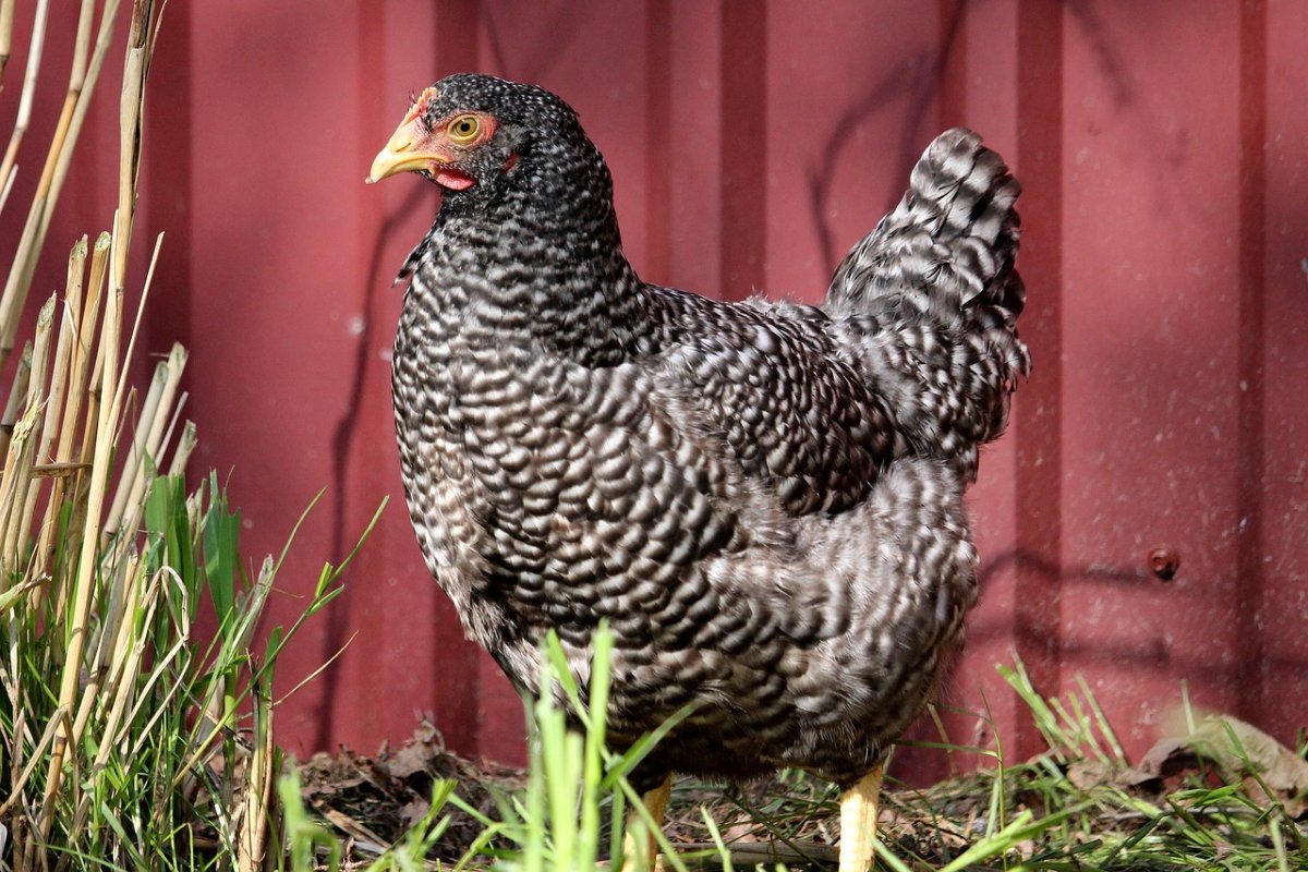 Черно серые курицы