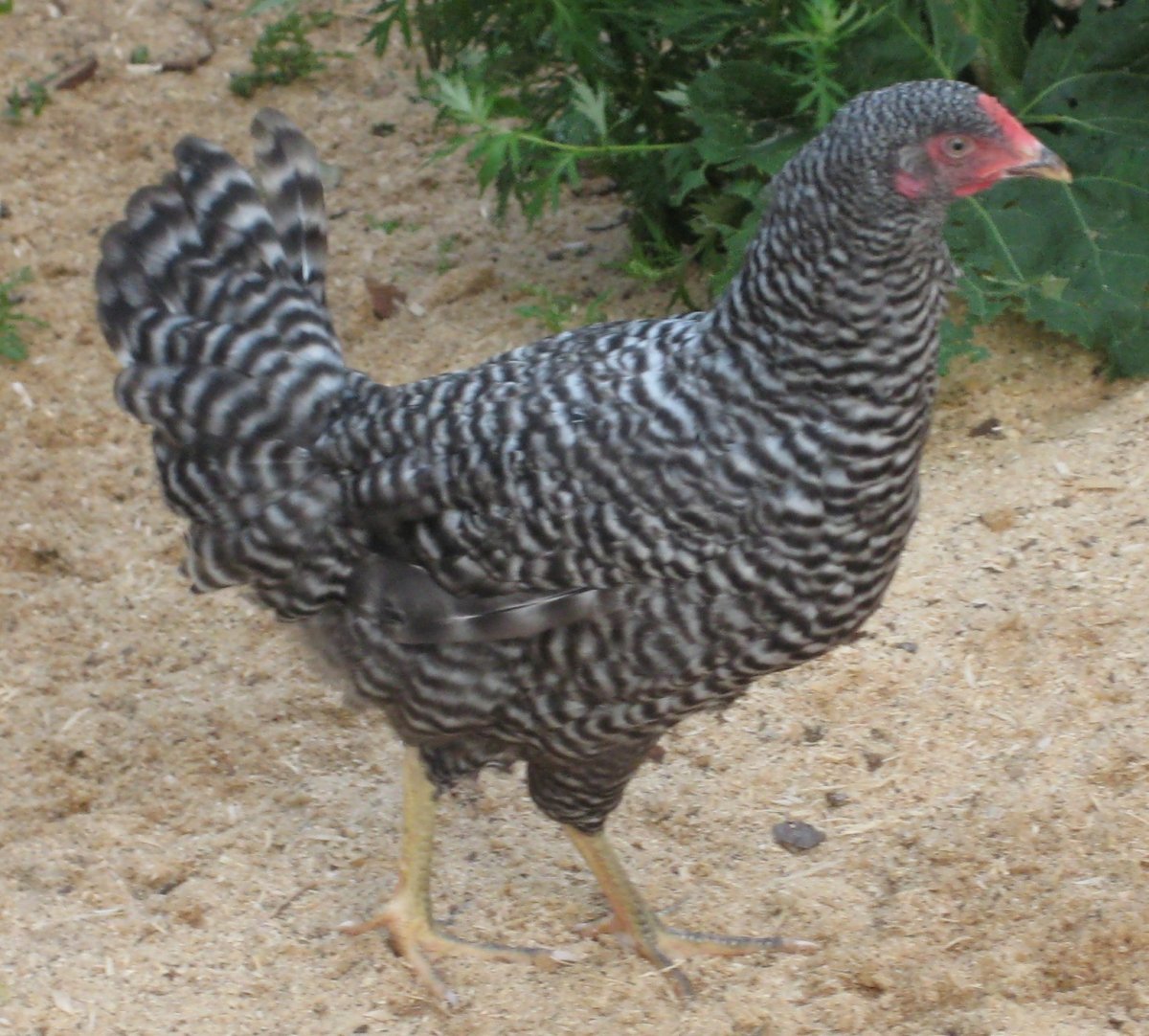 Белый плимутрок курица