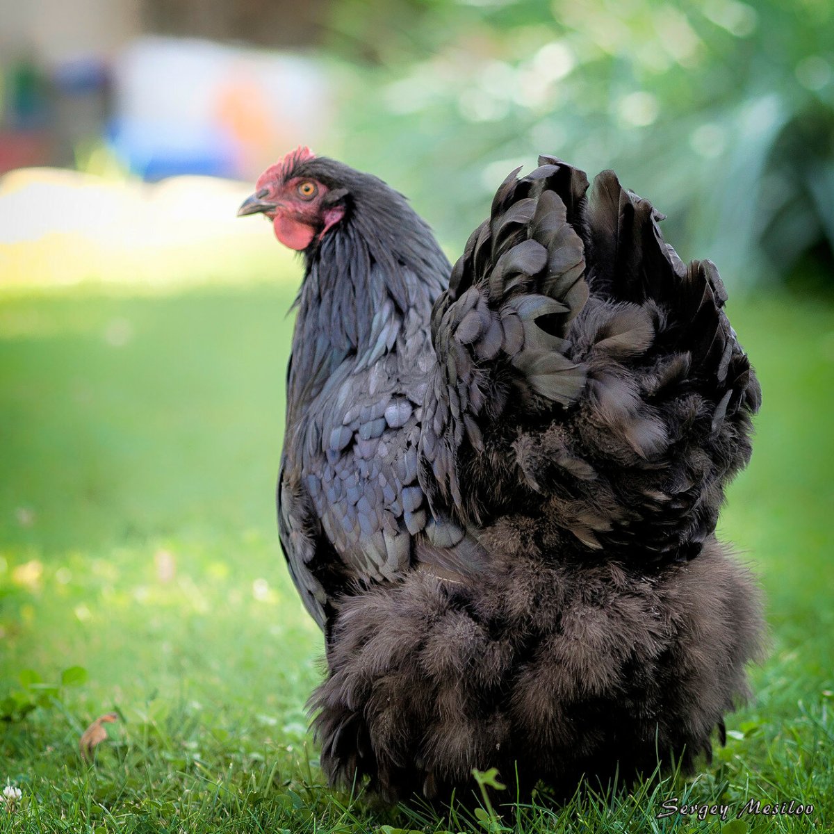 Австралорп пестрый