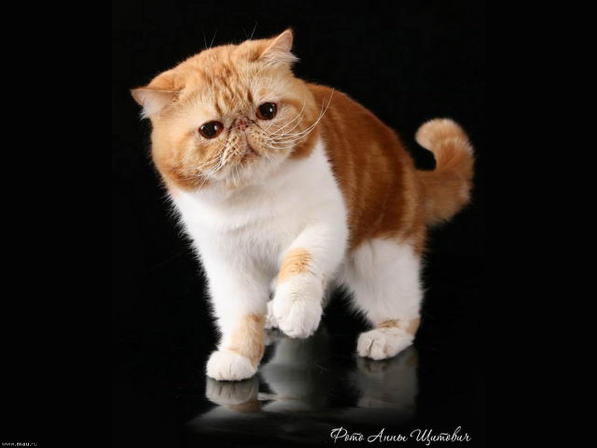 Коротколапые экзоты