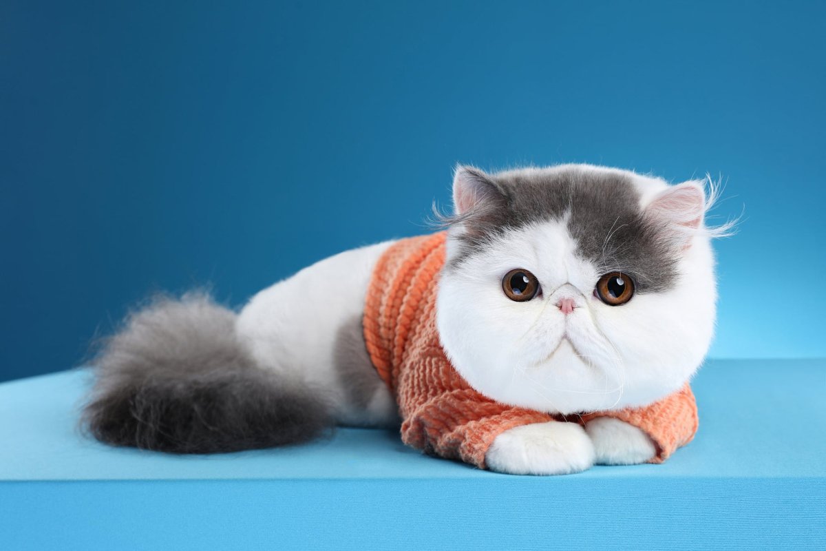 Персидские экзотические котята