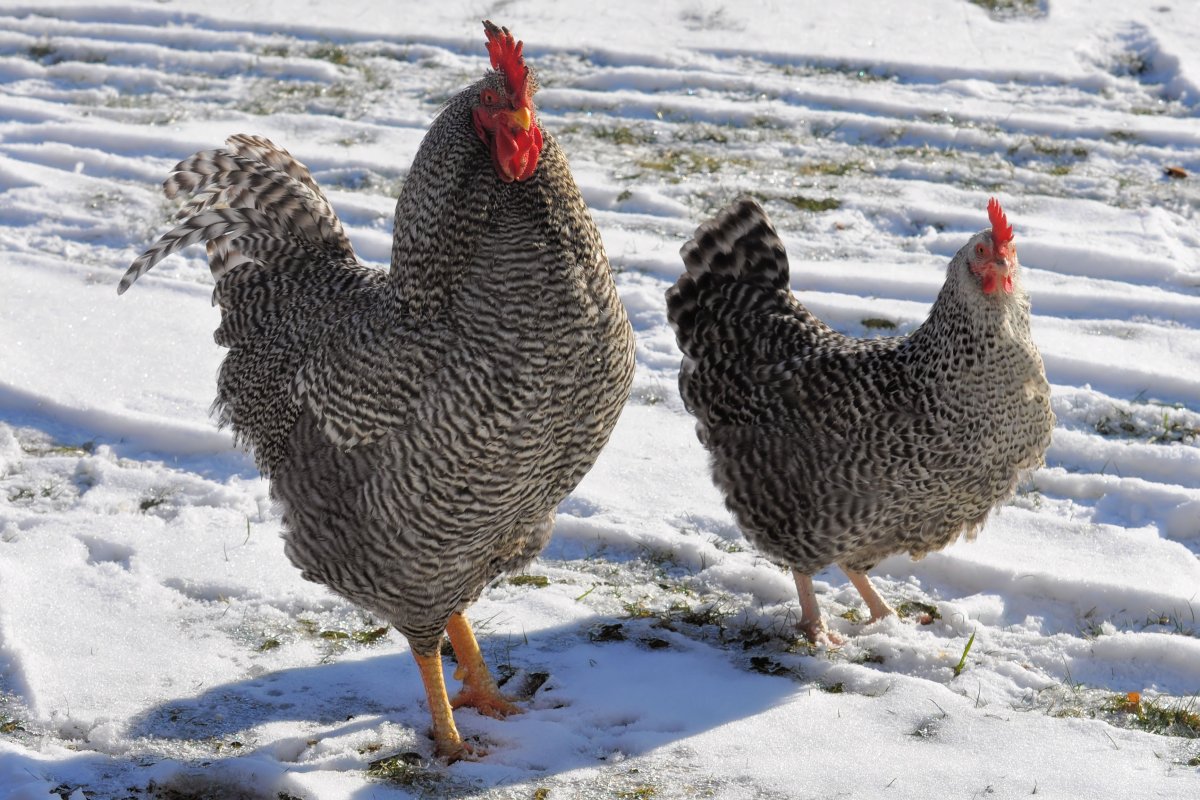Курица зима
